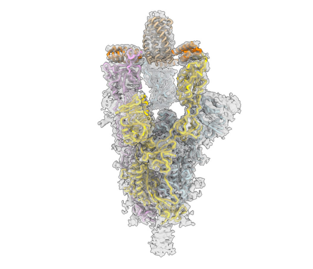 CryoEM structure of the novel coronavirus spike protein