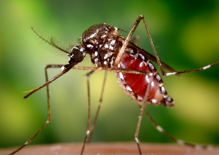 Aedes aegypti mosquito about to fly off of a host’s skin after having obtained a blood meal