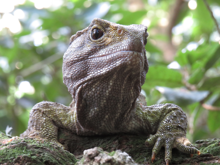Aging insights from reptiles and amphibians | National Institutes of Health  (NIH)