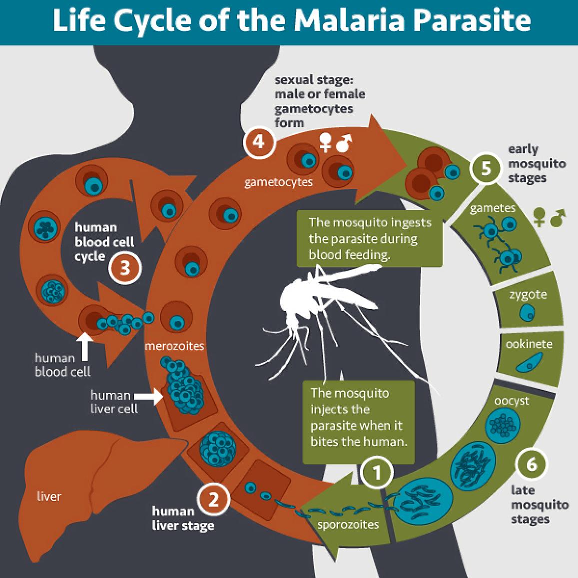 Lifecycle of malaria parasite: Human is infected when a mosquito bite injects parasites into the bloodstream. Parasites invade the liver and later move to the bloodstream. A new mosquito bite lets the parasite infect the insect, restarting the cycle.