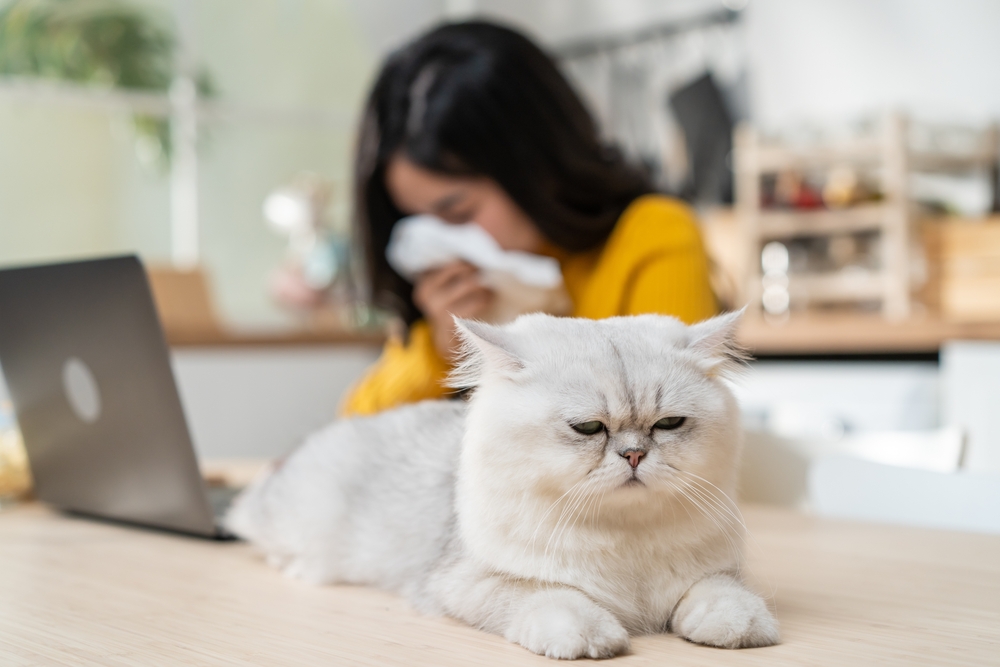 Woman sneezing near furry cat