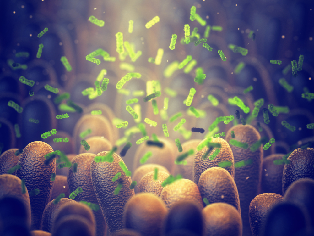 Illustration of bacteria in gut