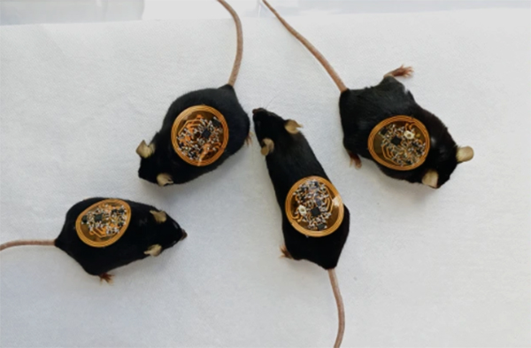 Four mice with flexible, circuit-covered bandages on their backs Four mice with flexible, circuit-covered bandages on their backs.