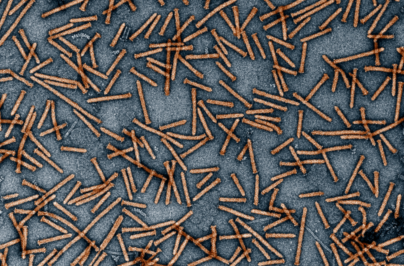 Transmission electron micrograph of numerous thin, rod-like Photorhabdus virulence cassettes Transmission electron micrograph of numerous thin, rod-like Photorhabdus virulence cassettes