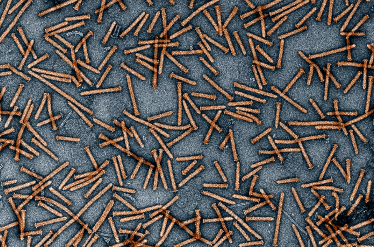 Transmission electron micrograph of numerous thin, rod-like Photorhabdus virulence cassettes