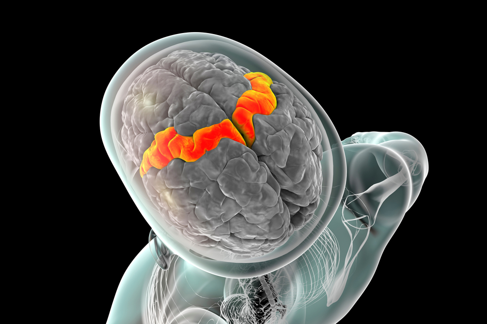 Top view of human brain illustration showing a thin band descending on either side.
