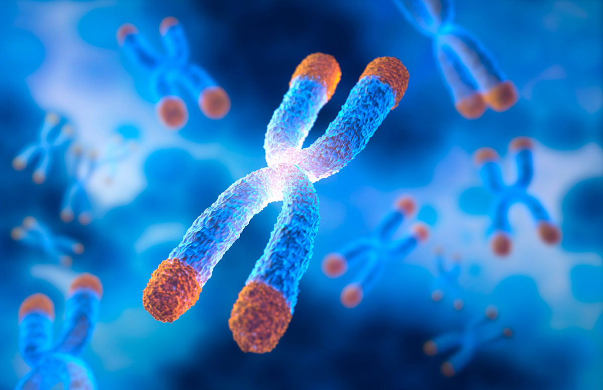 Illustration of X-shaped chromosomes with telomere caps at the end of each arm. Illustration of X-shaped chromosomes with telomere caps at the end of each arm.