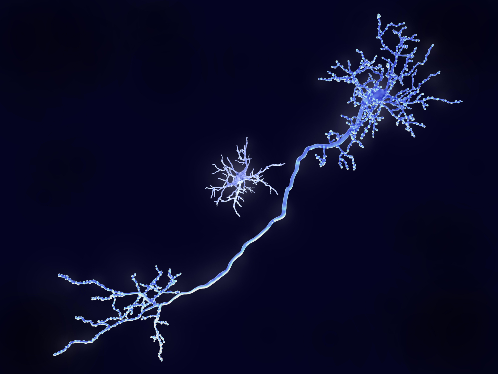 Microglial cell near the long stalk of a neuron Microglial cell near the long stalk of a neuron.