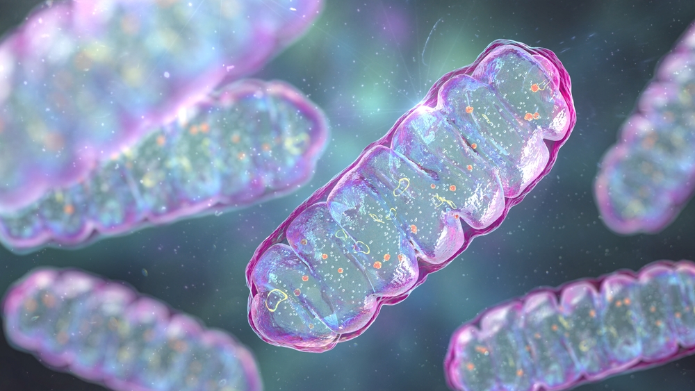 Pill-shaped mitochondria with folded internal structures. Pill-shaped mitochondria with folded internal structures.