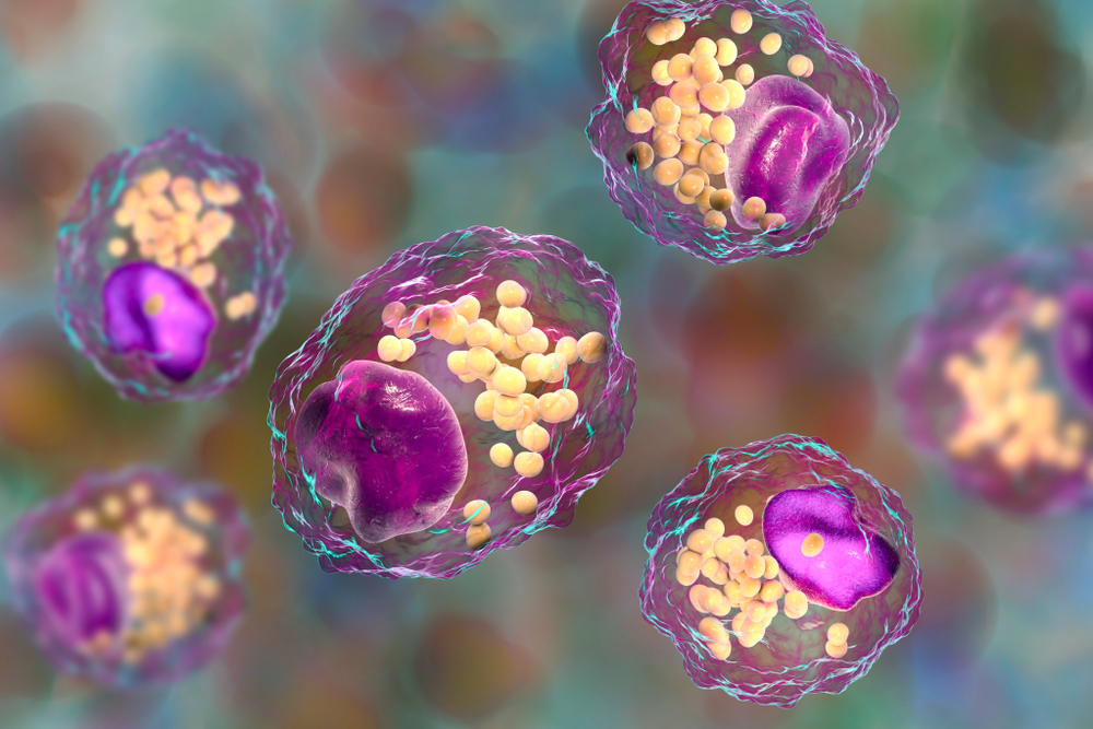 Foam cells.