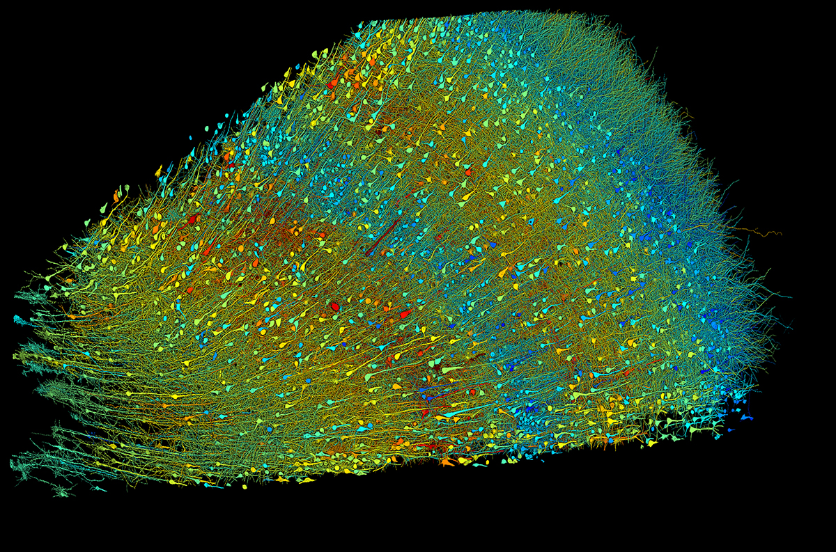 Multicolored image of long nerve cell projections and connections.