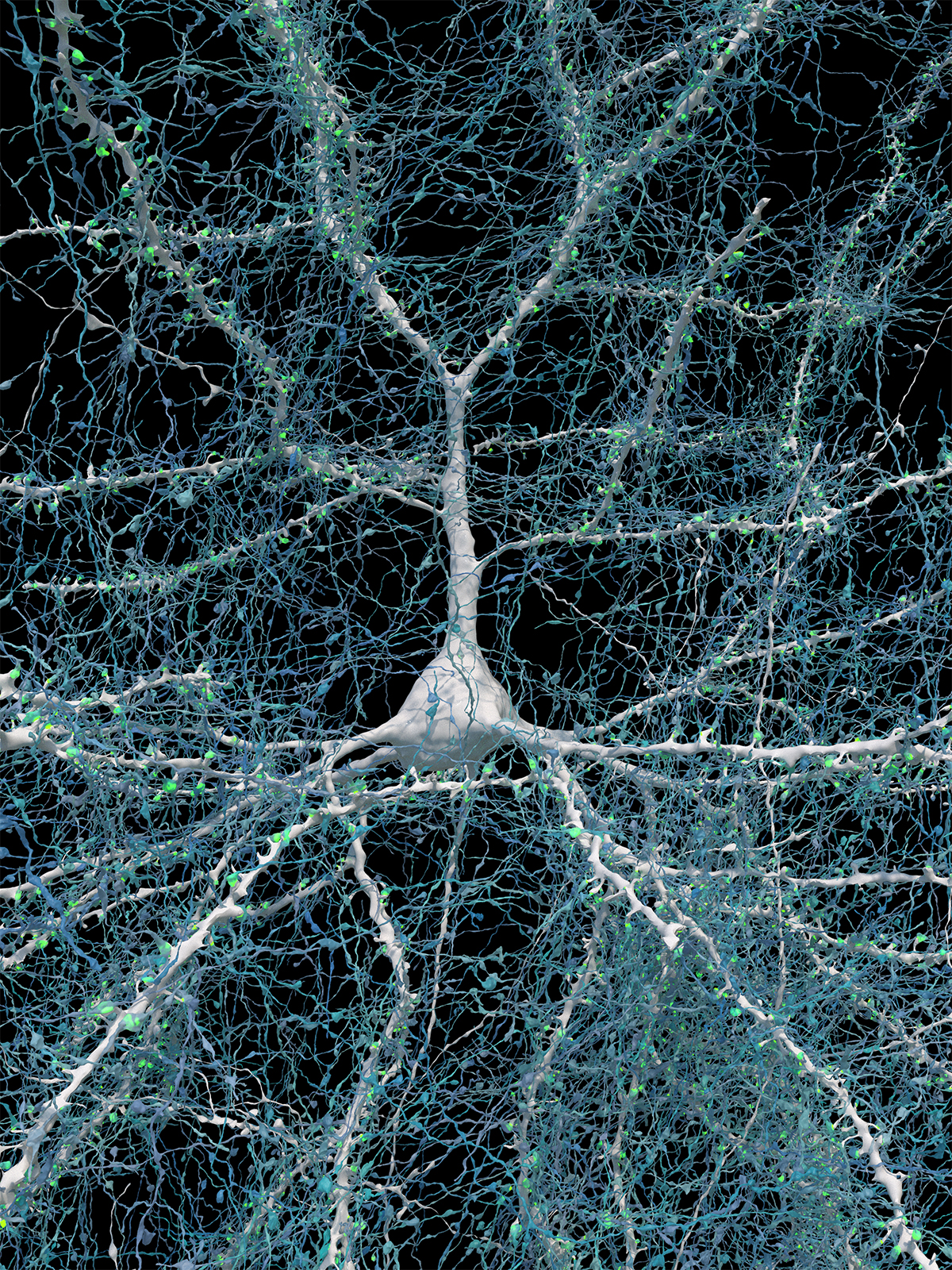 Image of a large white nerve cell with long projections that are covered with green spots (synapses) and fine webbing of blue fibers, representing axons.