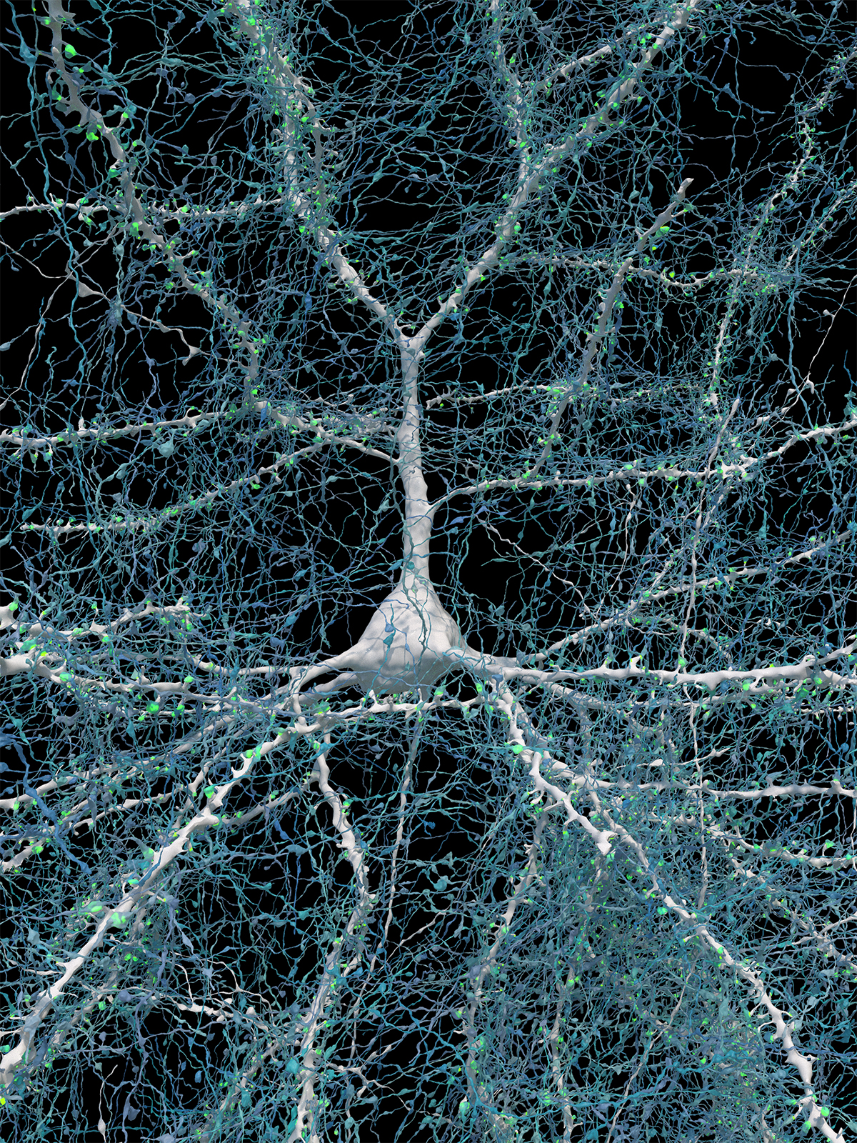 Image of a large white nerve cell with long projections that are covered with green spots (synapses) and fine webbing of blue fibers, representing axons. Image of a large white nerve cell with long projections that are covered with green spots (synapses) and fine webbing of blue fibers, representing axons.