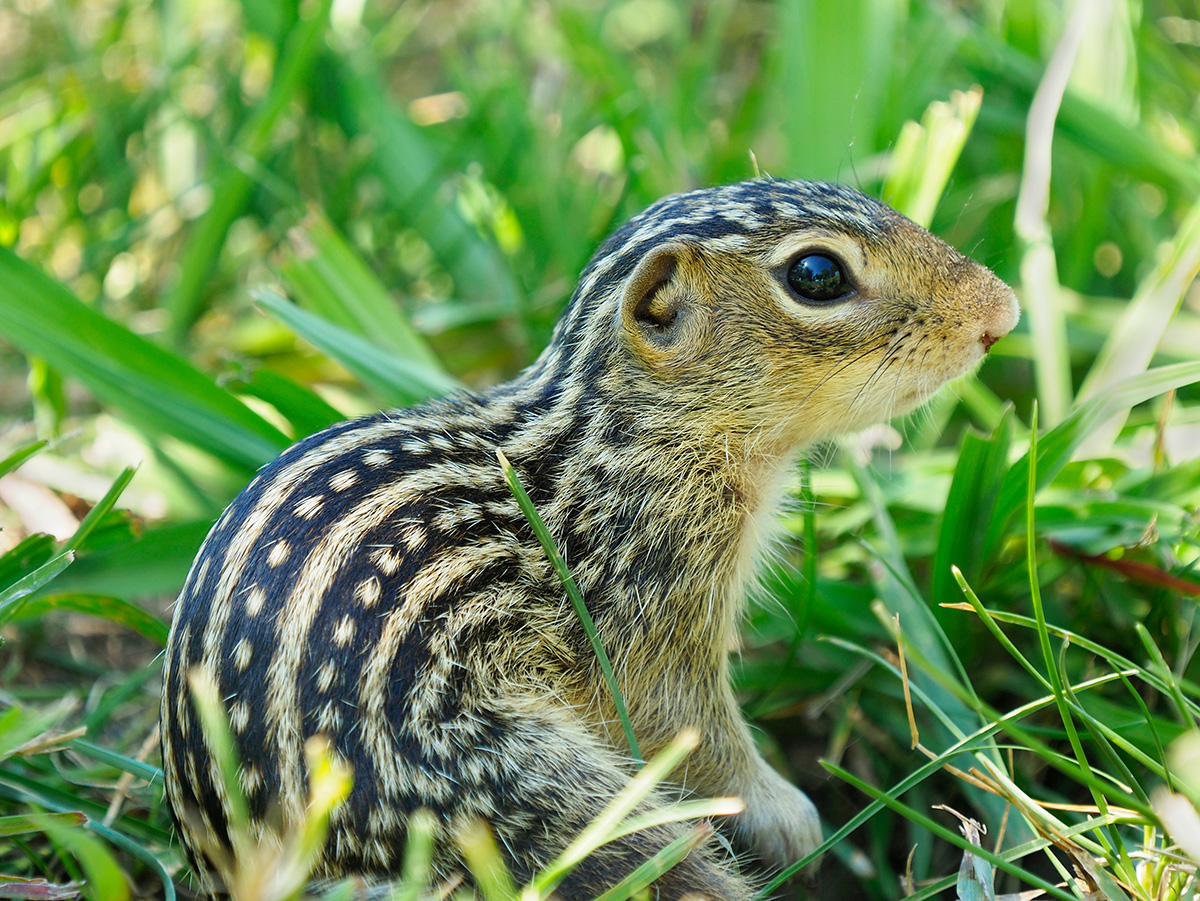 Close-up of 13-lined ground squirrel. Close-up of 13-lined ground squirrel.