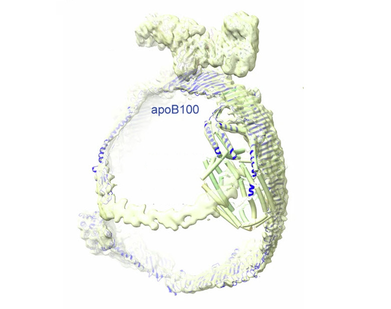 Illustration shows apoB100 has a ladder-like belt and an overall rounded structure that enables it to hold a cargo of lipid. Illustration shows apoB100 has a ladder-like belt and an overall rounded structure that enables it to hold a cargo of lipid.
