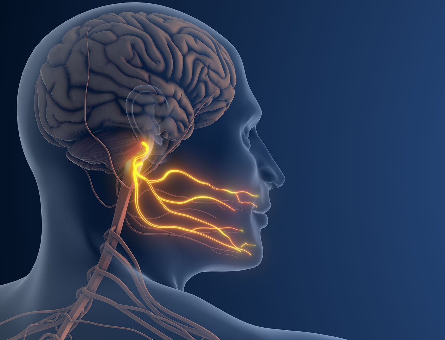 3D illustration of nerves in cheek. 3D illustration of nerves in cheek.