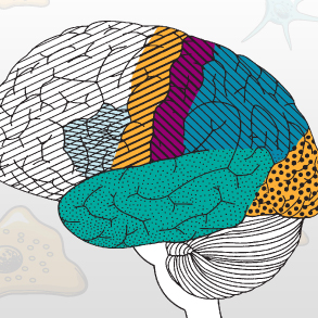 Illustration showing the regions of the human brain.