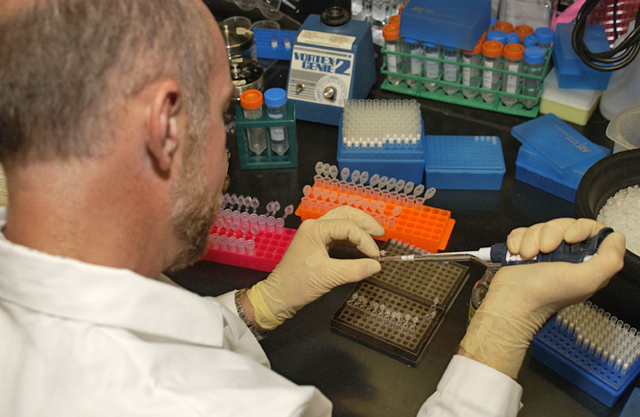 A scientist preparing DNA for analysis.