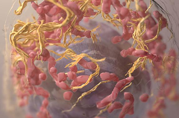 3D structure of a melanoma cell derived by ion abrasion scanning electron microscopy.