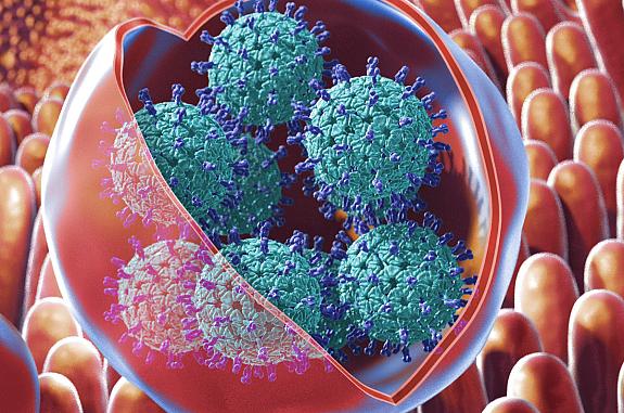 Illustration of membrane-bound vesicles containing clusters of rotavirus within the gut. Researchers have found that these viruses that cause severe stomach illness get transmitted to humans through membrane-cloaked “virus clusters” that exacerbate the sp