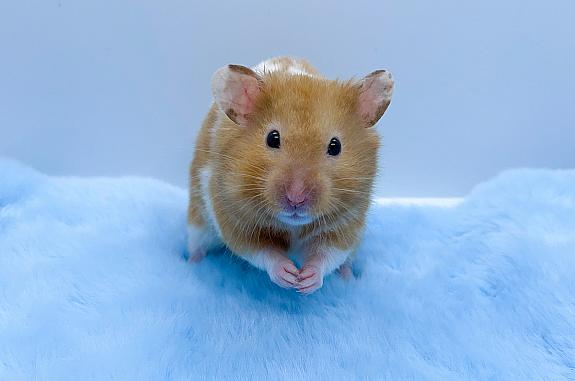 Syrian hamster on blue furry material. These hamsters are susceptible to SARS-CoV-2 infection and so provide a useful model for testing COVID-19 treatments.