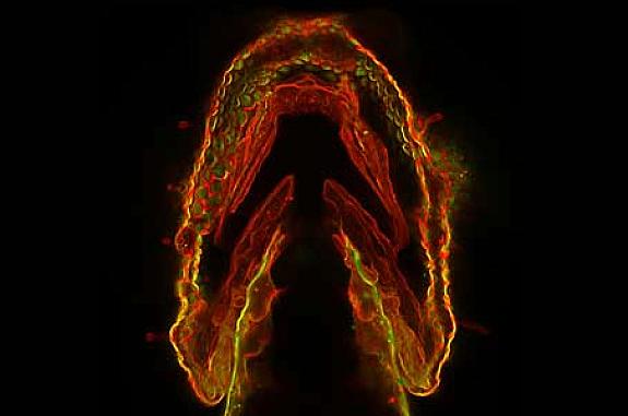 Glycans glow red, yellow, and green in this image of a zebrafish embryo’s jaw