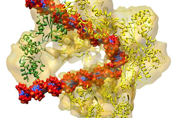 Illustration of a semi-circular, protein complex colored in yellow with red and blue DNA wrapped around it.