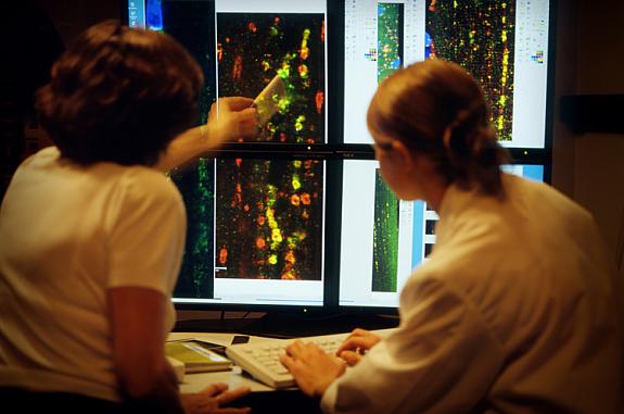 Researchers looking at images of mouse muscle fibers on the confocal microscope's projection screen.