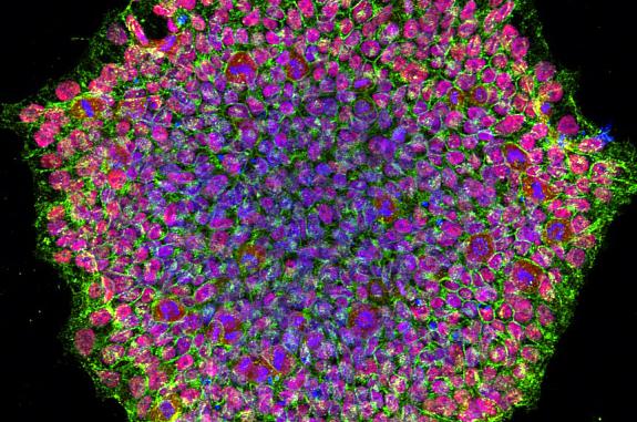 A circular cluster of cells colored in red, green, and blue to indicate specific proteins and cell components.