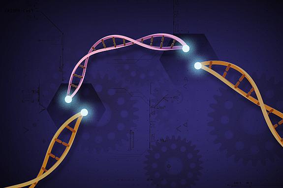 Illustration of orange DNA being cut in half and a pink piece of DNA being inserted between the two orange halves to convey that CRISPR-Cas9 is a customizable tool that lets scientists cut and insert small pieces of DNA at precise areas along a DNA strand