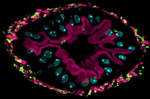 Drosophila melanogaster intestine cross-section with mitochondria colored green due to green fluorescence protein (GFP).