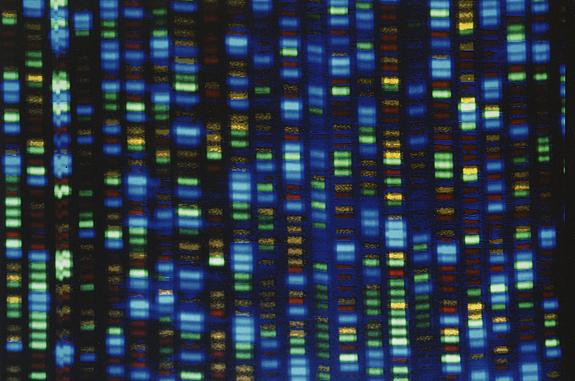 The output from an automated DNA sequencer that the Human Genome Project used to determine the complete human DNA sequence. Sequence is shown by columns of colored rectangles in shades of blue and green.