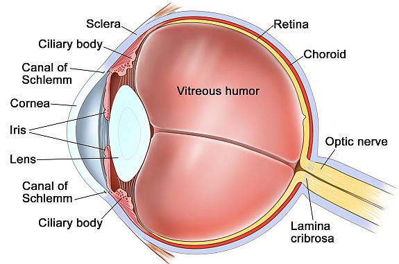 Anatomy of the eye; drawing shows the sclera, ciliary body, canal of Schlemm, cornea, iris, lens, vitreous humor, retina, choroid, optic nerve, and lamina cribrosa.
