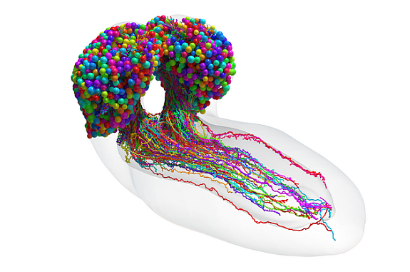 Complete set of neurons in an insect brain