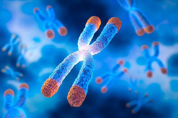 Illustration of X-shaped chromosomes with telomere caps at the end of each arm.