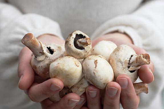Hands holding a bunch of fresh mushrooms.