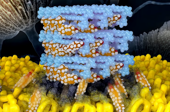 Illustration of parallel AmB molecules with many sterols bound to them and others rising from the cell membrane below.