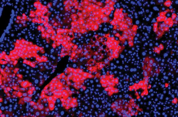 Fluorescence microscopy images show many more red cells in the Repair Drive mice.