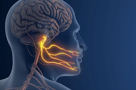 3D illustration of nerves in cheek.
