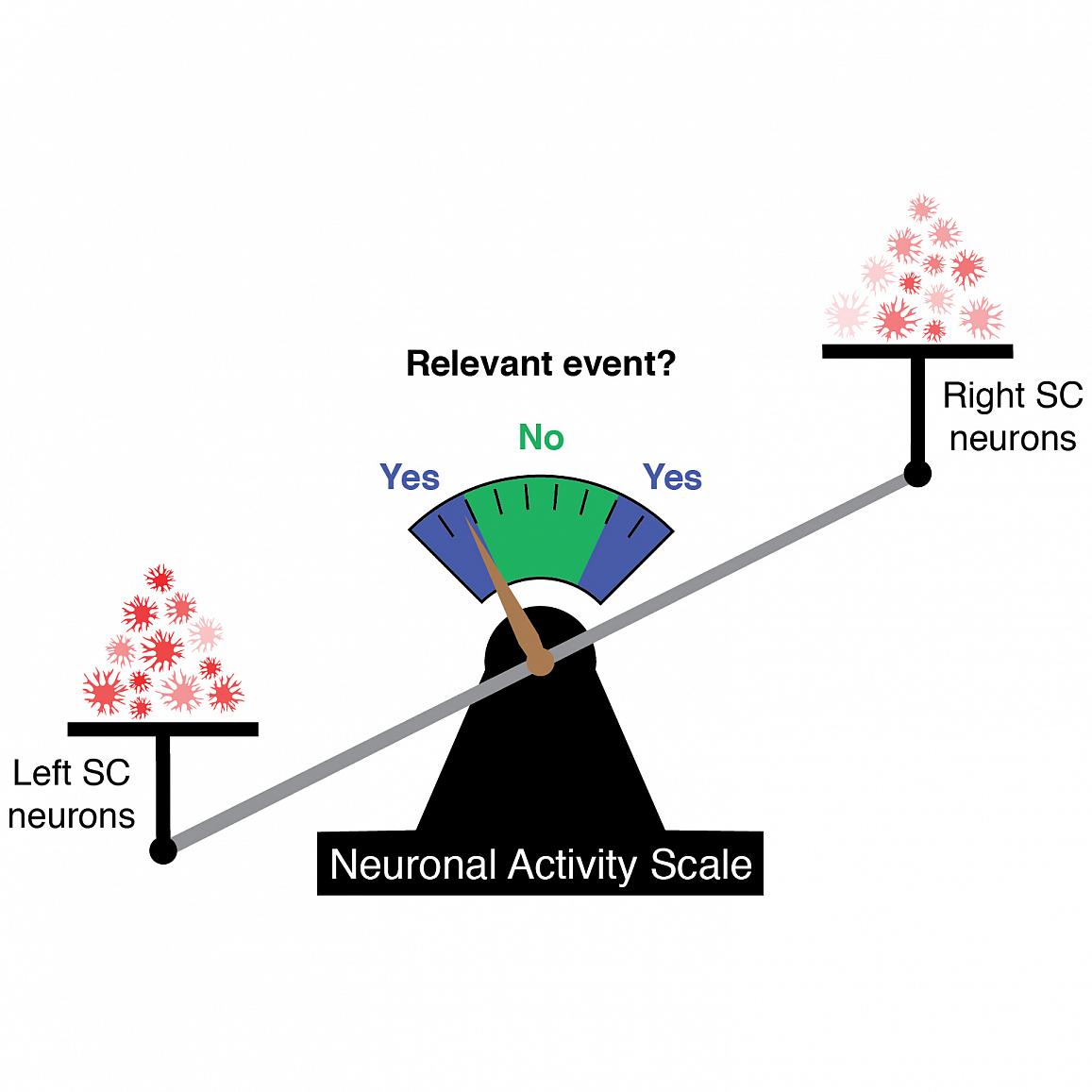 Researchers Discover Neural Code That Predicts Behavior