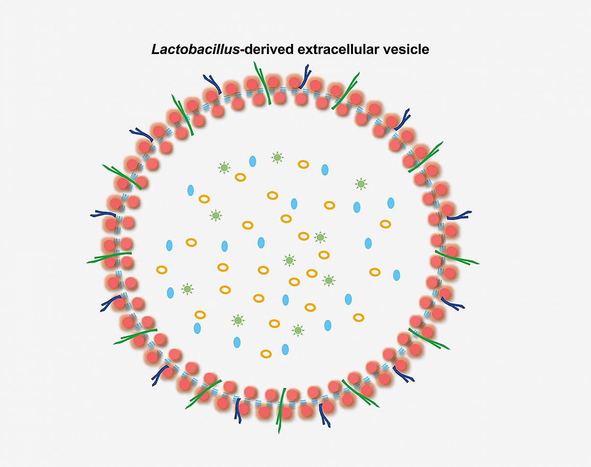 Vesicles Released By Bacteria May Reduce The Spread Of Hiv In Human