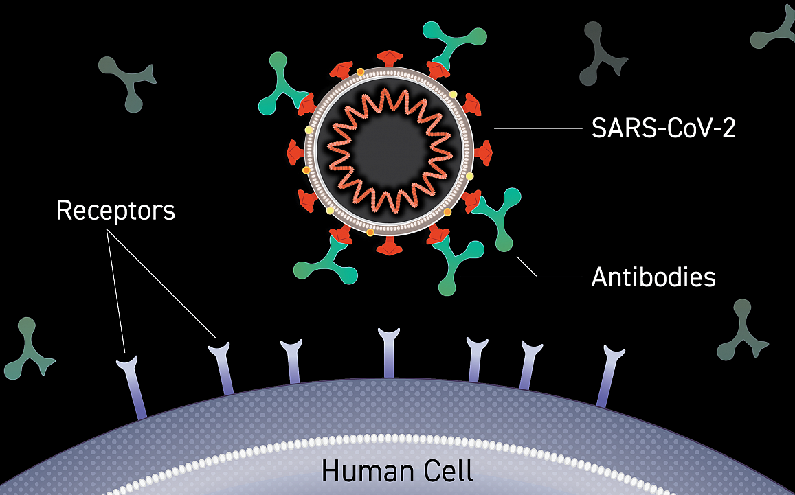 illustration of coronavirus