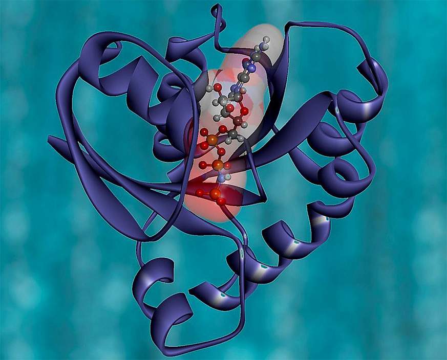 Color illustration of the KRAS protein