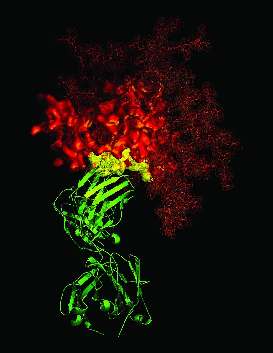 An infection-fighting antibody (green) latches onto an HIV surface protein (red).