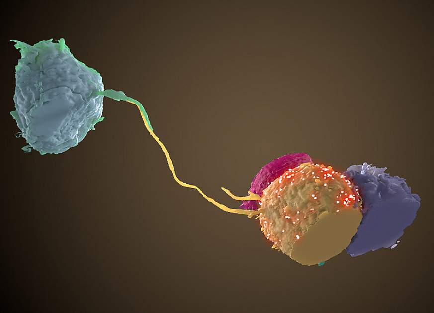 NIH Image GalleryFollow Contact bridge between HIV infected cell and uninfected cell