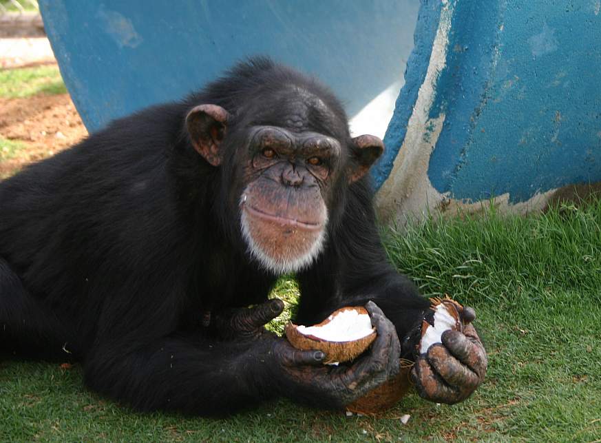Photo of a chimpanzee eating a coconut.