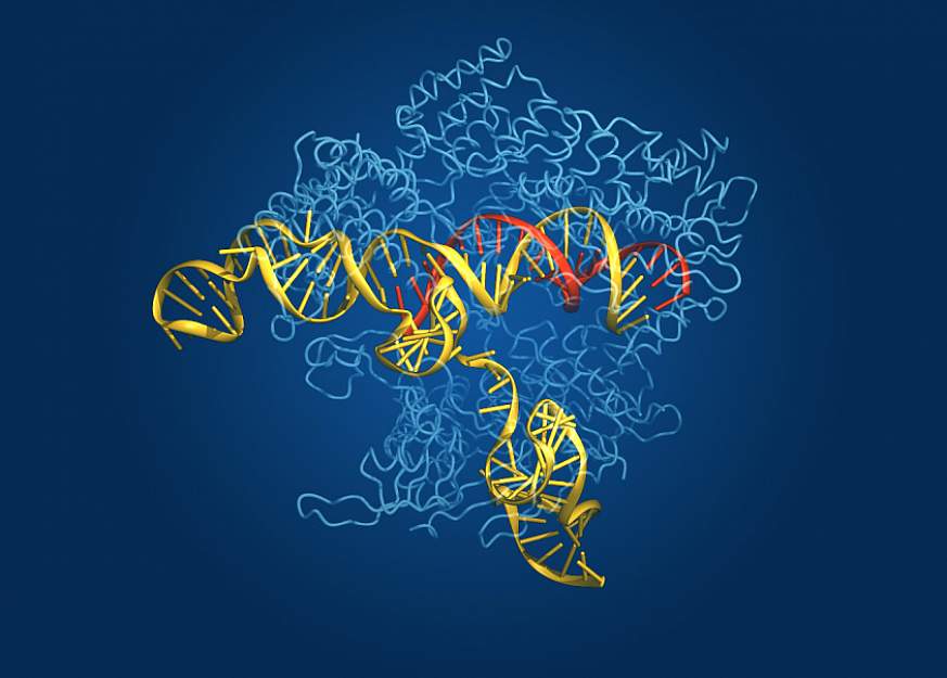 CRISPR-Cas9 editing of the genome