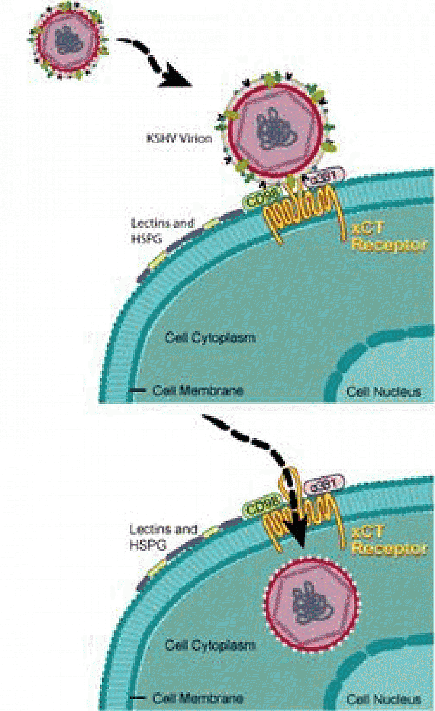 This illustration shows how KSHV fuses to and enters a human cell after binding to the protein xCT.