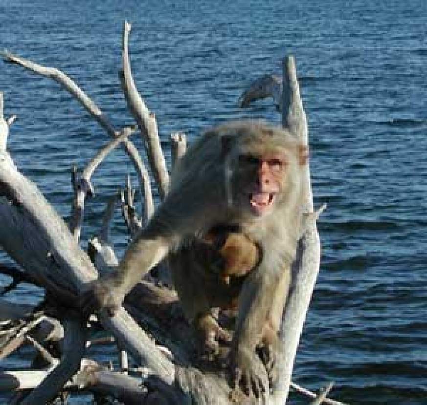 macaque,