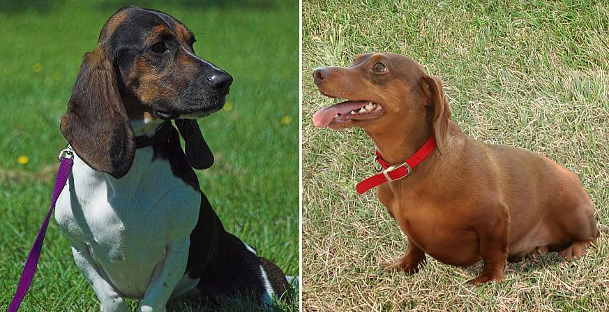 Image of a Basset Hound (left) and Dachshund